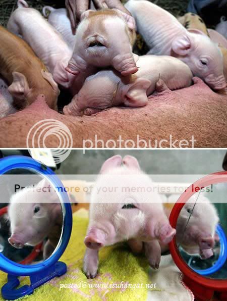 kembar siam @ isuhangat