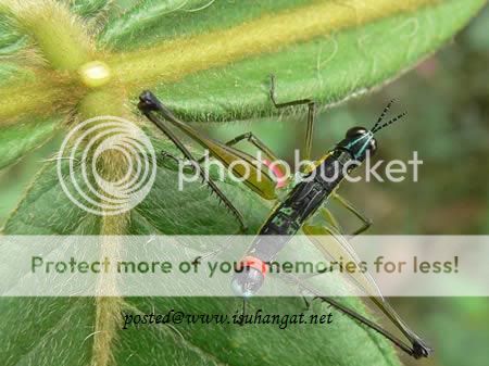 kembar siam @ isuhangat