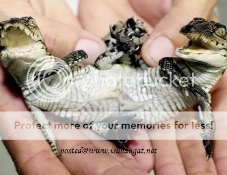 kembar siam @ isuhangat