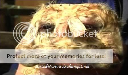 kembar siam @ isuhangat