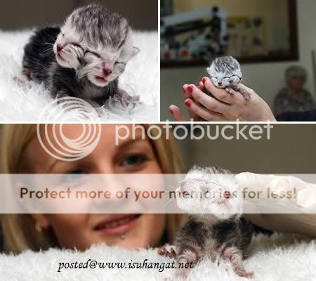 kembar siam @ isuhangat