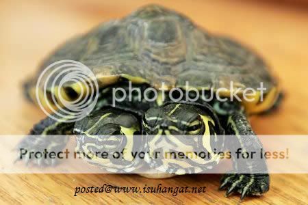 kembar siam @ isuhangat