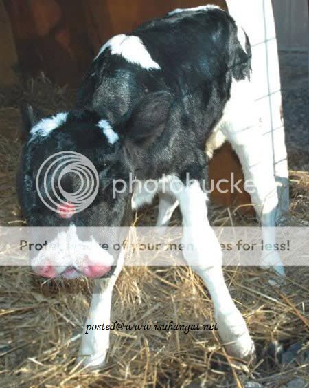 kembar siam @ isuhangat