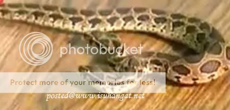 kembar siam @ isuhangat