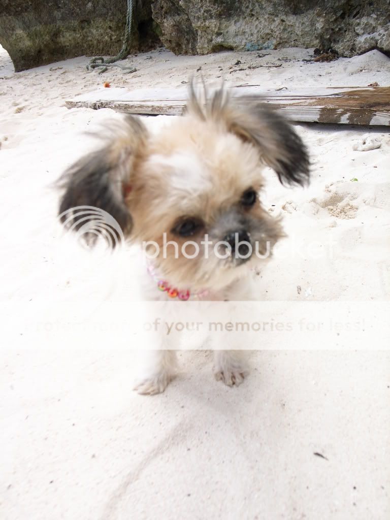 [原創] 日本 石垣島驚見     長江七號的七仔...[附圖&amp;影片]