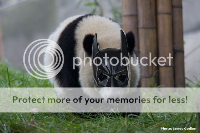panda.jpg